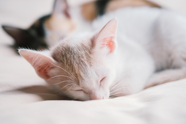 Closeup of a Thai kitten sleeping on the bed