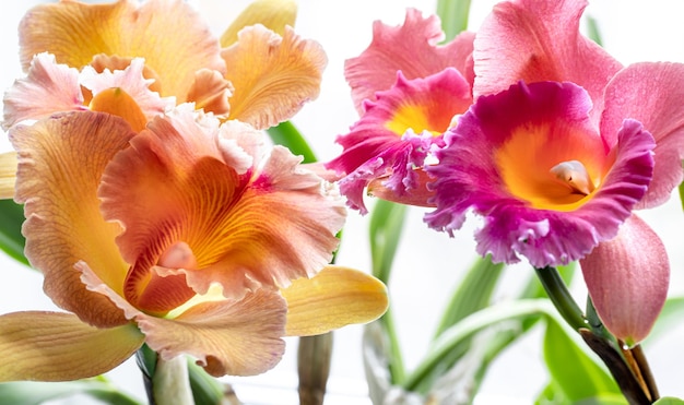 Closeup of thai orchid on a blurred background macro photography