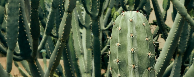 Closeup of thorn cactus plant