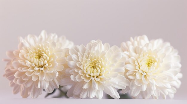 Photo a closeup of three pristine white chrysanthemums their petals unfurling and revealing soft yellow centers the gentle light creates a delicate and airy atmosphere