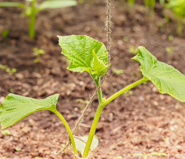 Closeup of a tied up sprouts of cucumber in a greenhouse