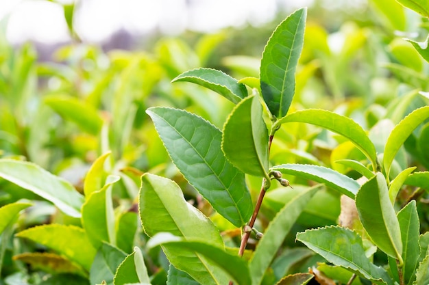 Closeup Top of Green tea leaf in the morning tea plantation blurred background