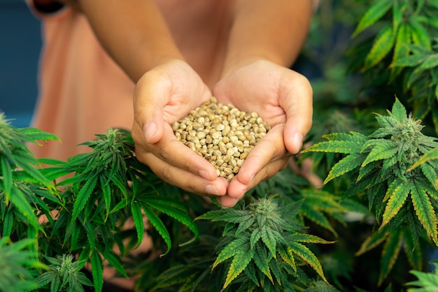 Photo closeup top view hand holding a gratifying heap of cannabis hemp seeds