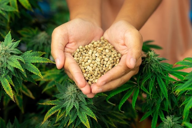 Photo closeup top view hand holding a gratifying heap of cannabis hemp seeds