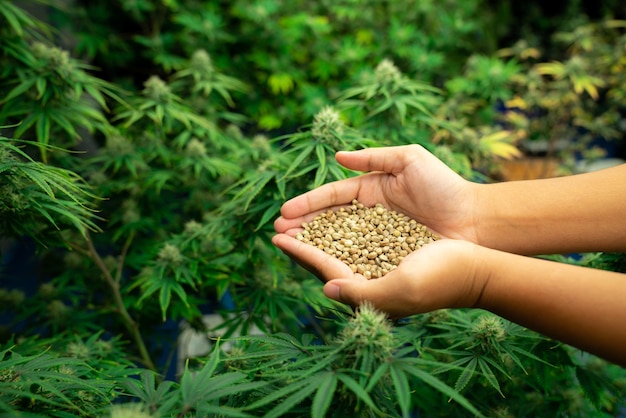 Closeup top view hand holding a gratifying heap of cannabis hemp seeds