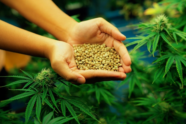 Photo closeup top view hands holding a gratifying heap of cannabis hemp seeds