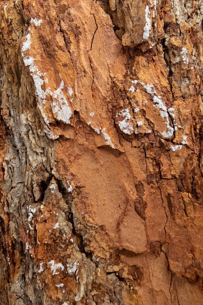 Closeup tree bark texture poplar and wooden moss photography of for wallpaper and background