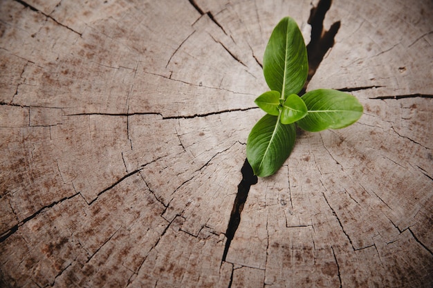 Closeup tree new life growth ring Strong green plant leaf growing on old wood stump