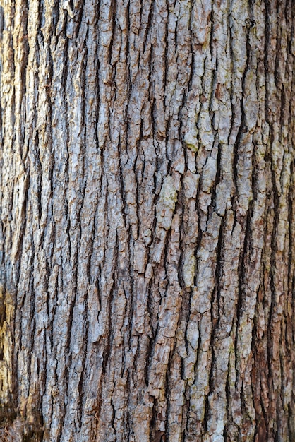 Closeup of a trees texture of bark