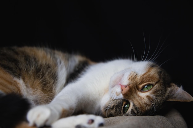 Closeup of a tricolor cat lying on a table against a dark background