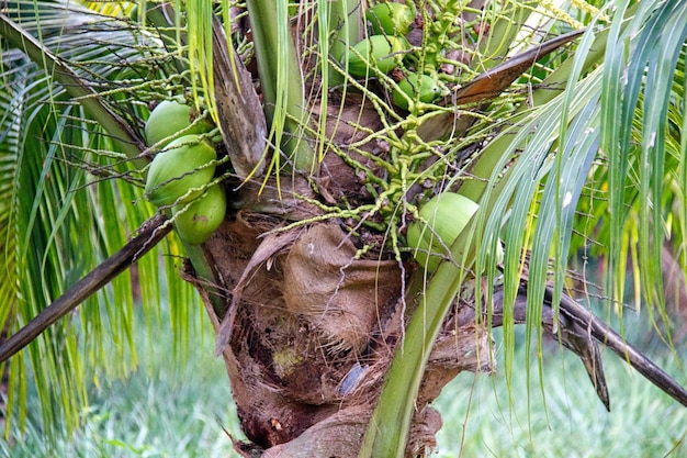 Closeup of tropical coconut