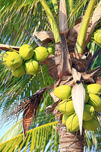 Closeup of tropical coconut