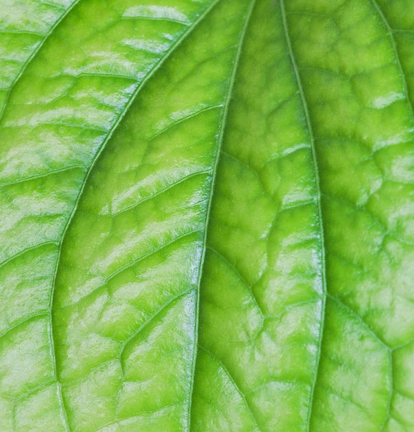 Closeup tropical fresh green leaf with show detail of rib and veins on greenery background