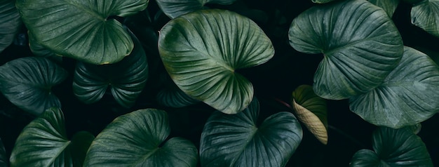 Closeup of tropical leaf background