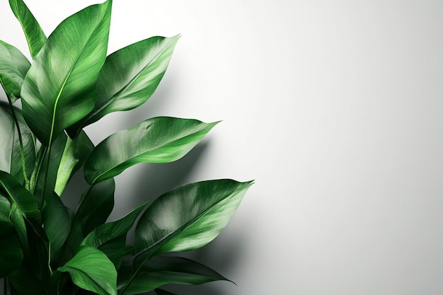 Photo closeup of tropical palm leaf on white background