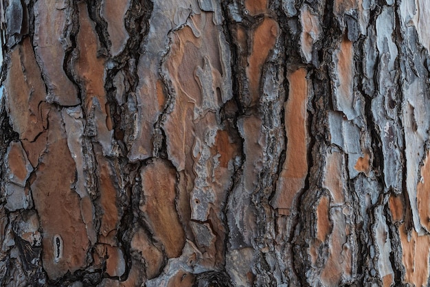 Closeup of the trunk of an adult tree