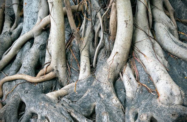 Closeup of trunk of Banyan tree or Ficus benghalensis with much long intertwined roots