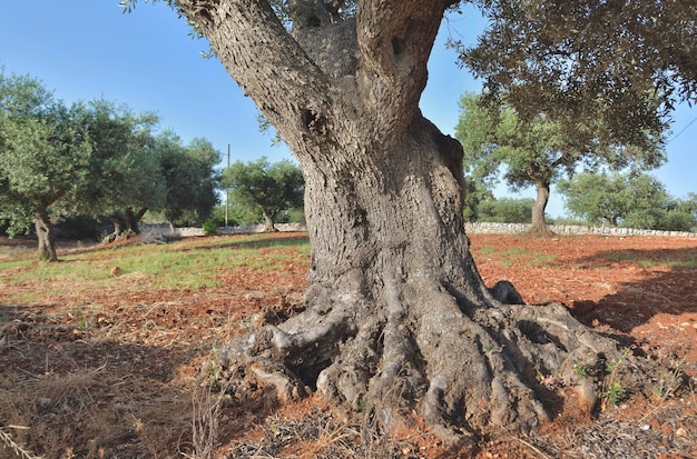 Closeup on trunk of big old olive tree in a field in red soil in puglia in italy