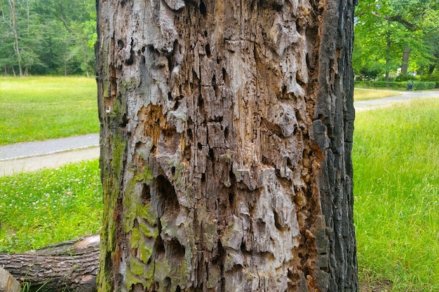 Closeup of the trunk of an old tree A sick tree