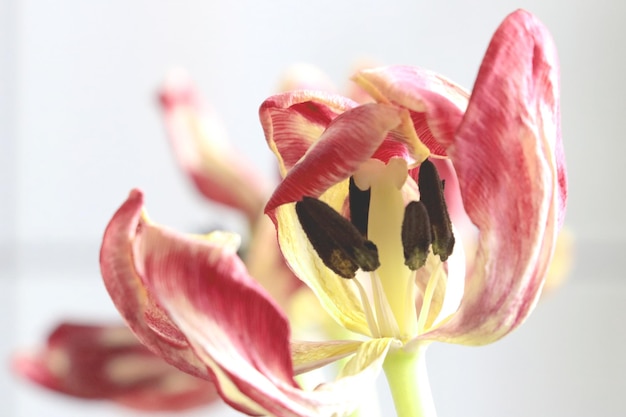 Closeup on a tulip Withered flower Background