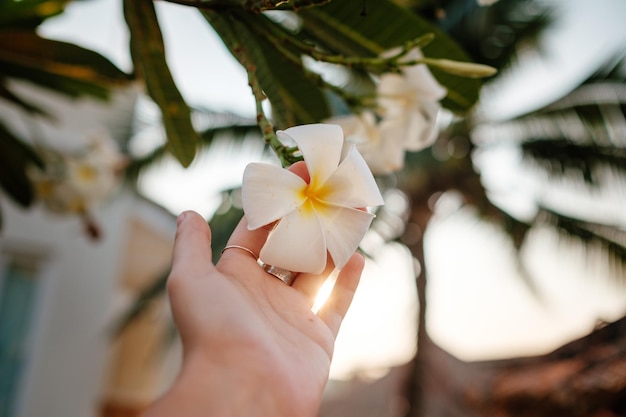 Closeup of unknown woman holding a fragrant Frangipani flower in the pool idea and concept of vacation and summer