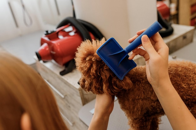 Closeup of unrecognizable female groomer brushing hair of Teacup poodle dog hair with comb after bathing at grooming salon Woman pet hairdresser doing hairstyle in veterinary spa clinic