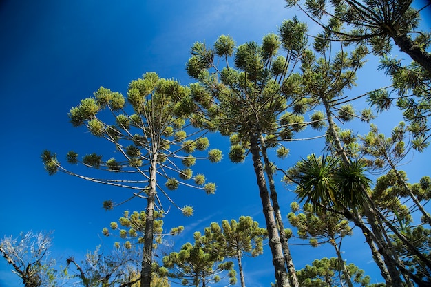 Photo closeup of upper part of araucaria angustifolia ( brazilian pine) with sky and clouds background, campos do jordao, brazil.