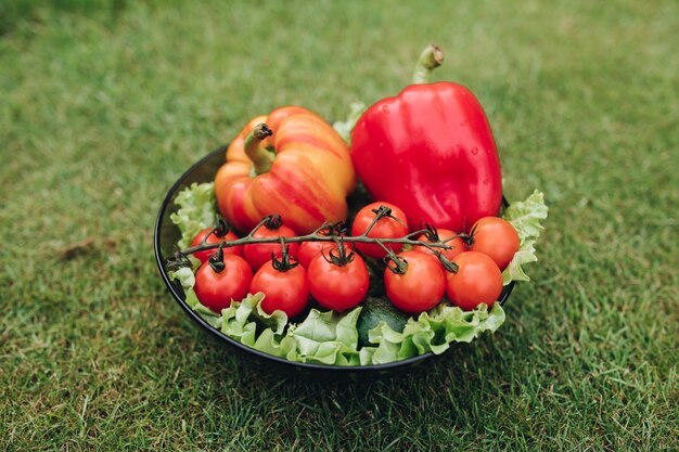 Closeup of vegetables lying on plate on grass