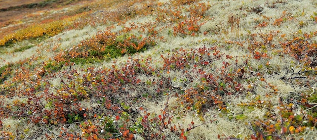 Closeup on vegetation in the tundra with red lef and lichen in Norway