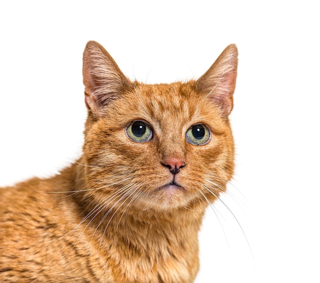 Closeup on a very old ginger cat with lentigo on noise and lips