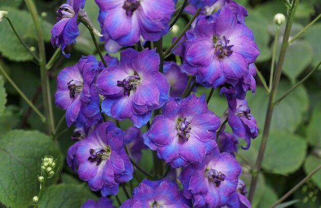 Photo closeup of the vibrant color of delphinium pagan purple flowers an upright perennial plant