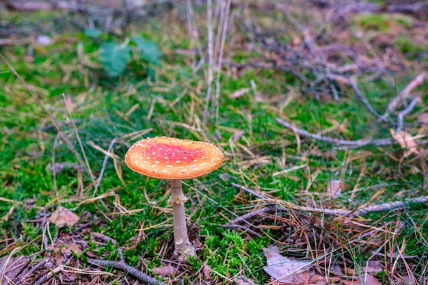 Closeup of vibrant mushrooms growing on forest floor