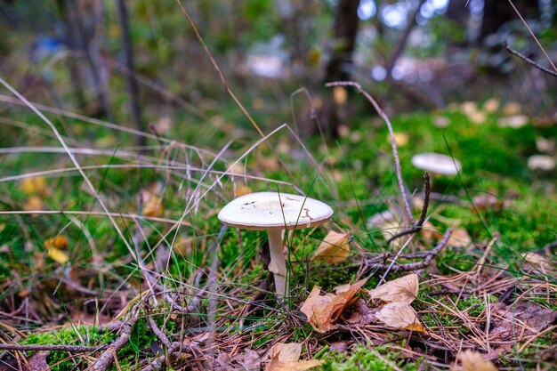 Closeup of vibrant mushrooms growing on forest floor