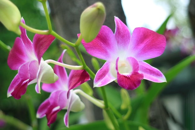 Closeup Vibrant Pink and White Blooming Orchid Flowers  with Buds in Foreground