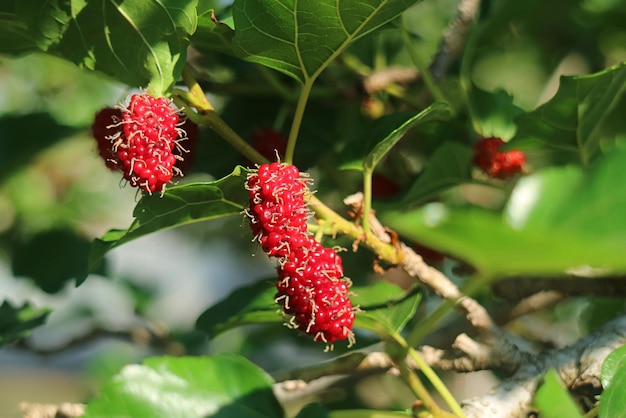 Closeup Vibrant Red Immature Mulberry Fruits Ripening on Its Tree