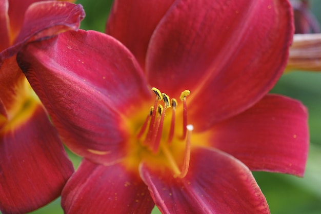 Closeup of a vibrant red and yellow daylily on blurred background