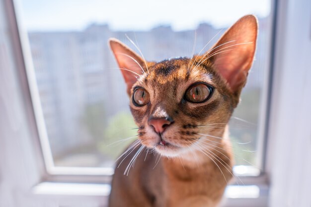 Closeup view of Abyssinian cat or kitten sitting on the window.