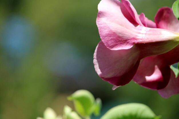 Closeup view of Allamanda blanchetii flowers