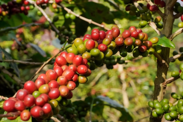 Closeup view of Arabica coffee beans ripe on red berry branches industrial agriculture on trees in northern Thailand