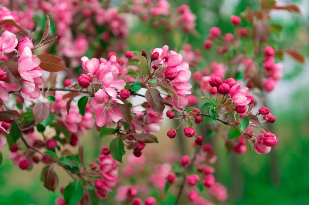 Closeup view of beautiful bright pink cherry flowers on branch, selective focus, on green background