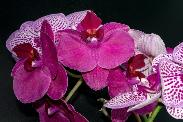 Closeup view of beautiful orchids on a dark background with water drops on the petals