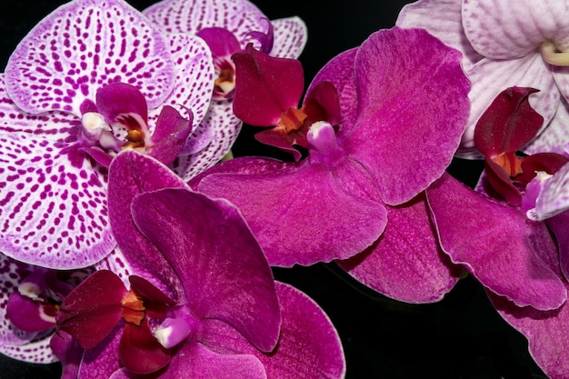 Closeup view of beautiful orchids on a dark background with water drops on the petals