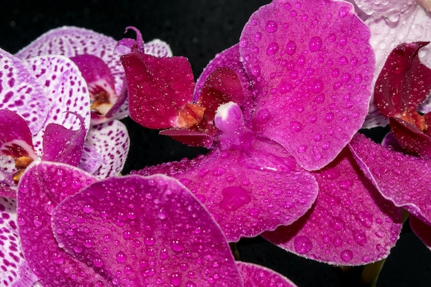 Closeup view of beautiful orchids on a dark background with water drops on the petals