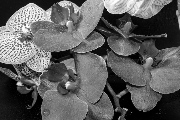 Closeup view of beautiful orchids on a dark background with water drops on the petals