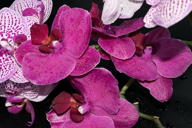 Closeup view of beautiful orchids on a dark background with water drops on the petals