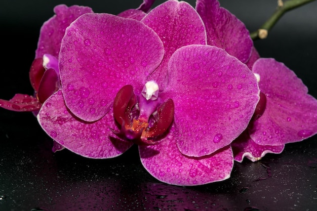 Closeup view of beautiful orchids on a dark background with water drops on the petals