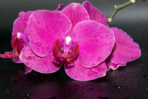 Closeup view of beautiful orchids on a dark background with water drops on the petals