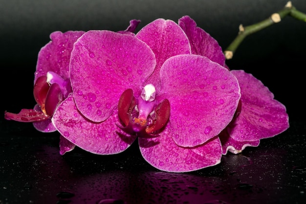 Closeup view of beautiful orchids on a dark background with water drops on the petals