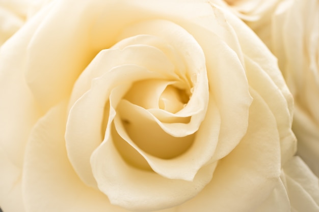 Closeup view of beautiful white rose