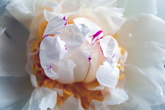 Closeup view of a beautiful white with lilac splashes flower bud of a peony selective focus